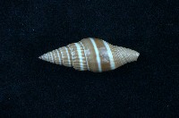 藏品(黑筆螺)的圖片